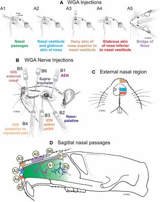 Innervation of the Nose and Nasal Region of the Rat: Implications for Initiating the Mammalian Diving Response